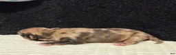 Chihuahua dogs for sale: Chihuahua 2 - Ad 13