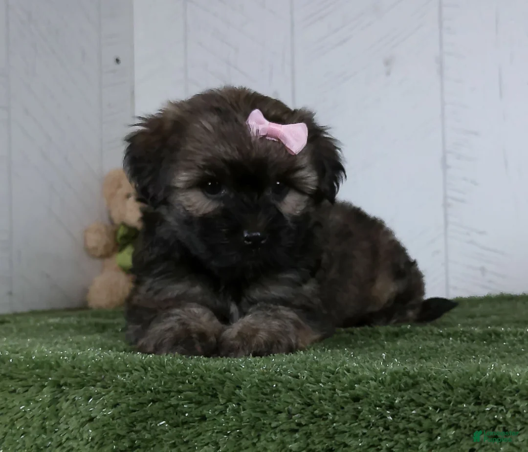 Shorkie dogs for sale: Lizzie - Ad 4
