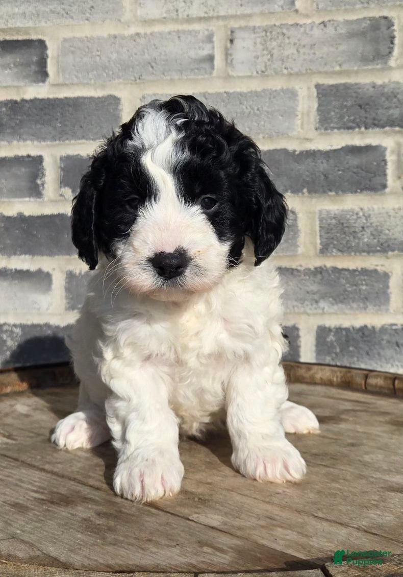 Mini Goldendoodle dogs Molly - Ad 20