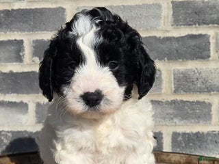 Mini Goldendoodle dogs Molly - Ad 35
