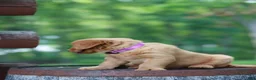 Golden Retriever dogs for sale: Bentley - Ad 6