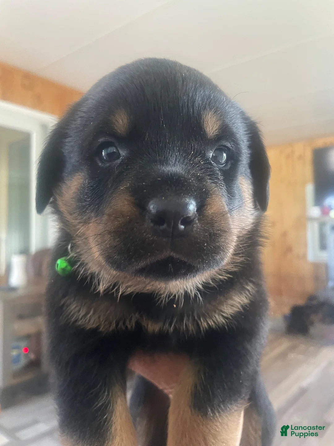 Rottweiler dogs for sale: Rottweiler 1 - Ad 1