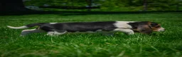 Beagle dogs for sale: Nova - Ad 6