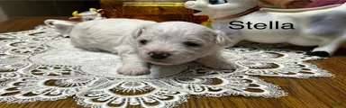 Bichon Frise Puppy 2