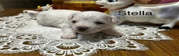 Bichon Frise dogs for sale: Bichon Frise Puppy 2 - Ad 1