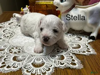 Bichon Frise dogs Bichon Frise Puppy 2 - Ad 3