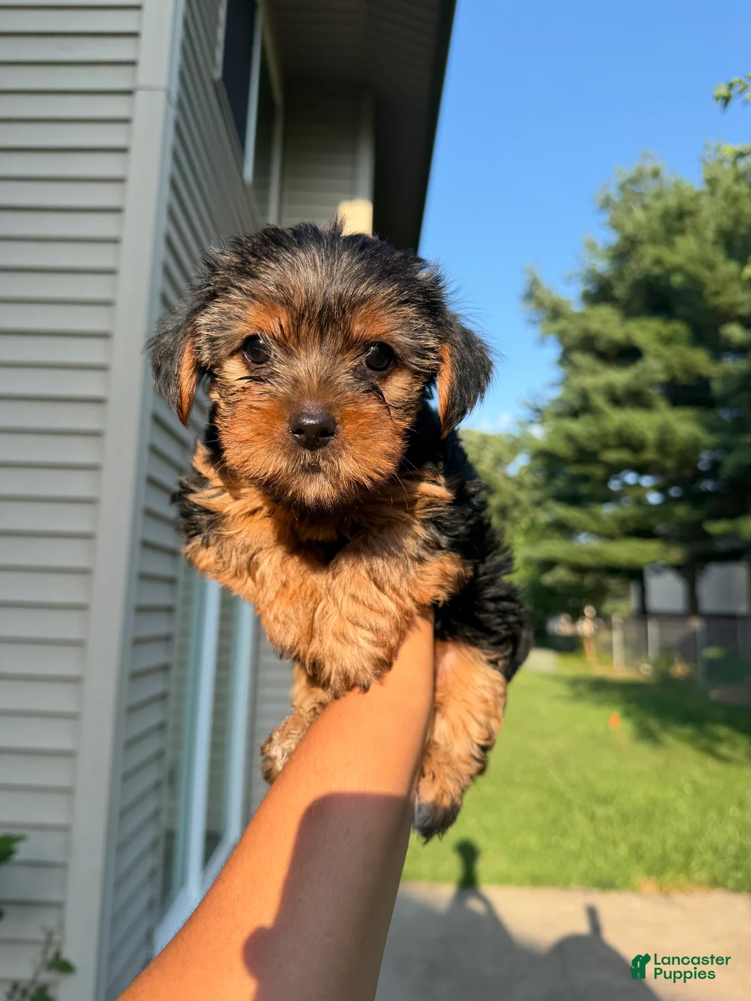 Yorkshire Terrier dogs for sale: Snickers - Ad 2