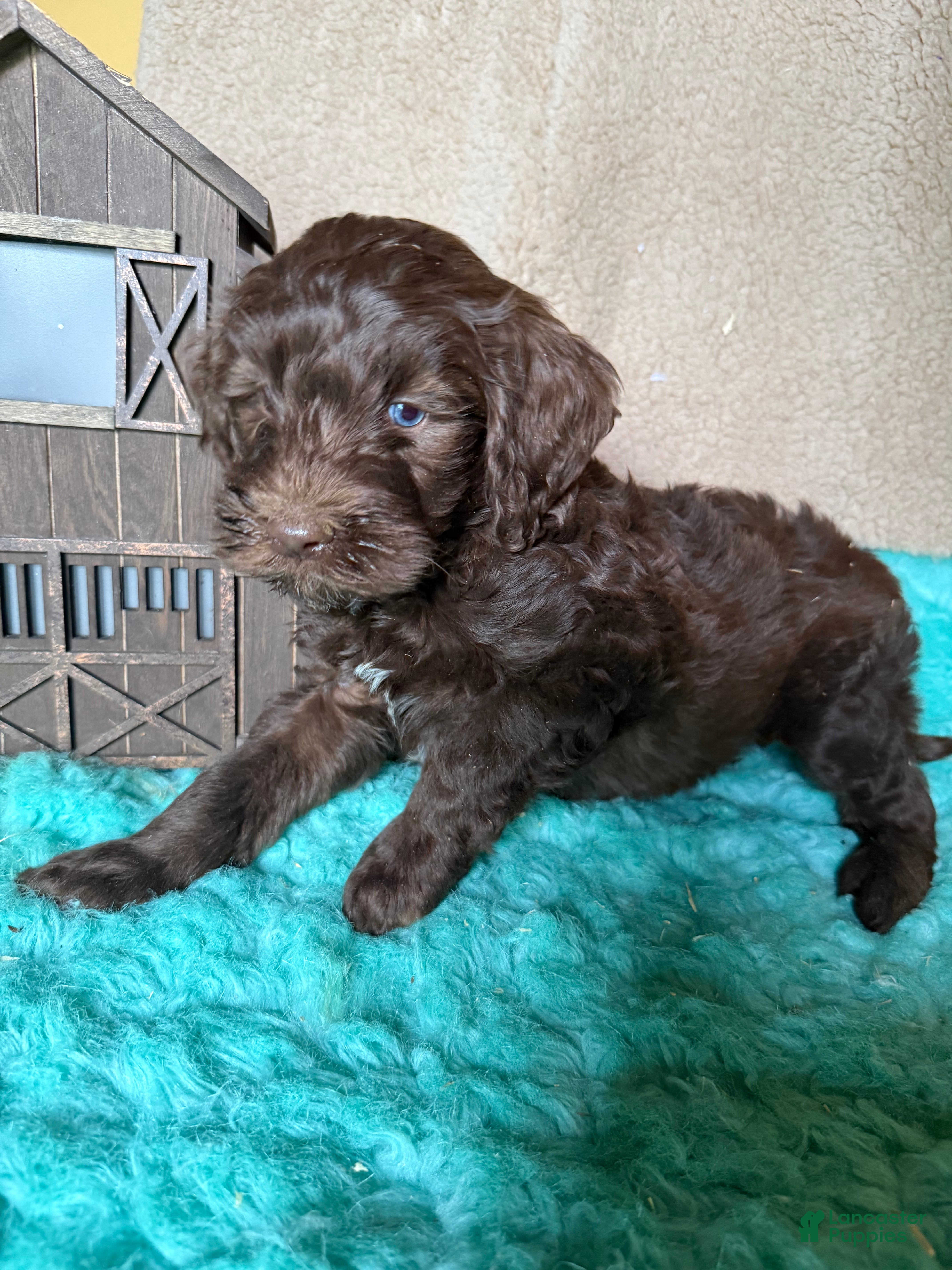 Labradoodle dogs Labradoodle 1 - Ad 2