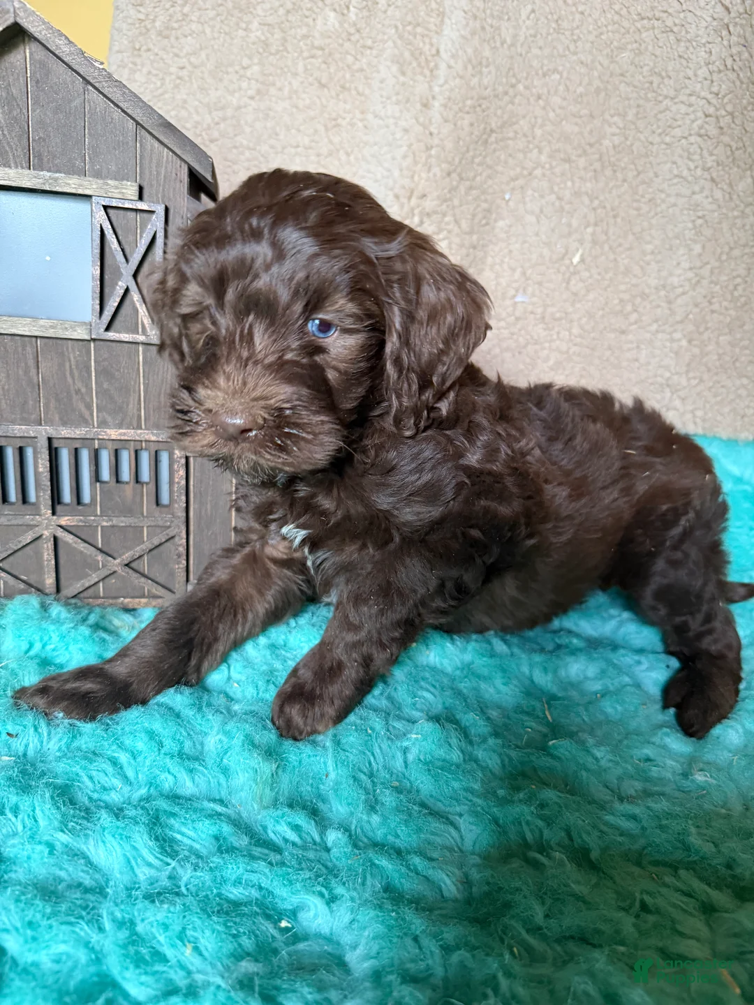 Labradoodle dogs for sale: Labradoodle 1 - Ad 2