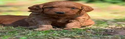 Mini Goldendoodle dogs for sale: parsleys yellow collar girl - Ad 2