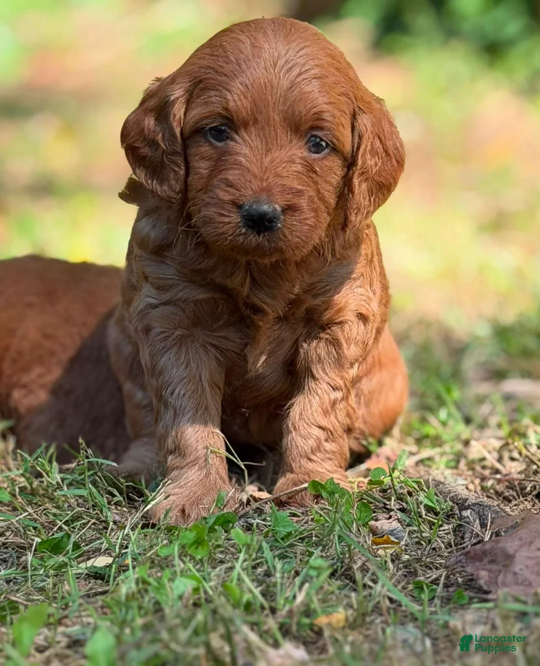 Mini Goldendoodle dogs for sale: parsleys yellow collar girl - Ad 2
