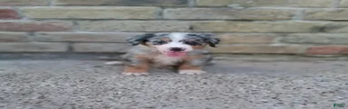 Stella 