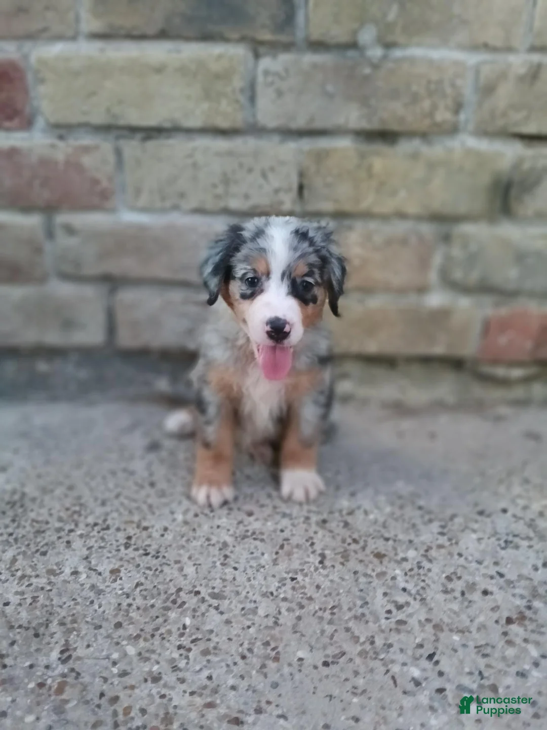 Mixed Breed dogs for sale: Stella  - Ad 1