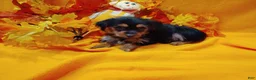 Yorkshire Terrier dogs for sale: Yorkshire Terrier 2 - Ad 3