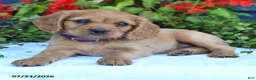 Miniature Golden Retriever dogs for sale: Summer - Ad 2