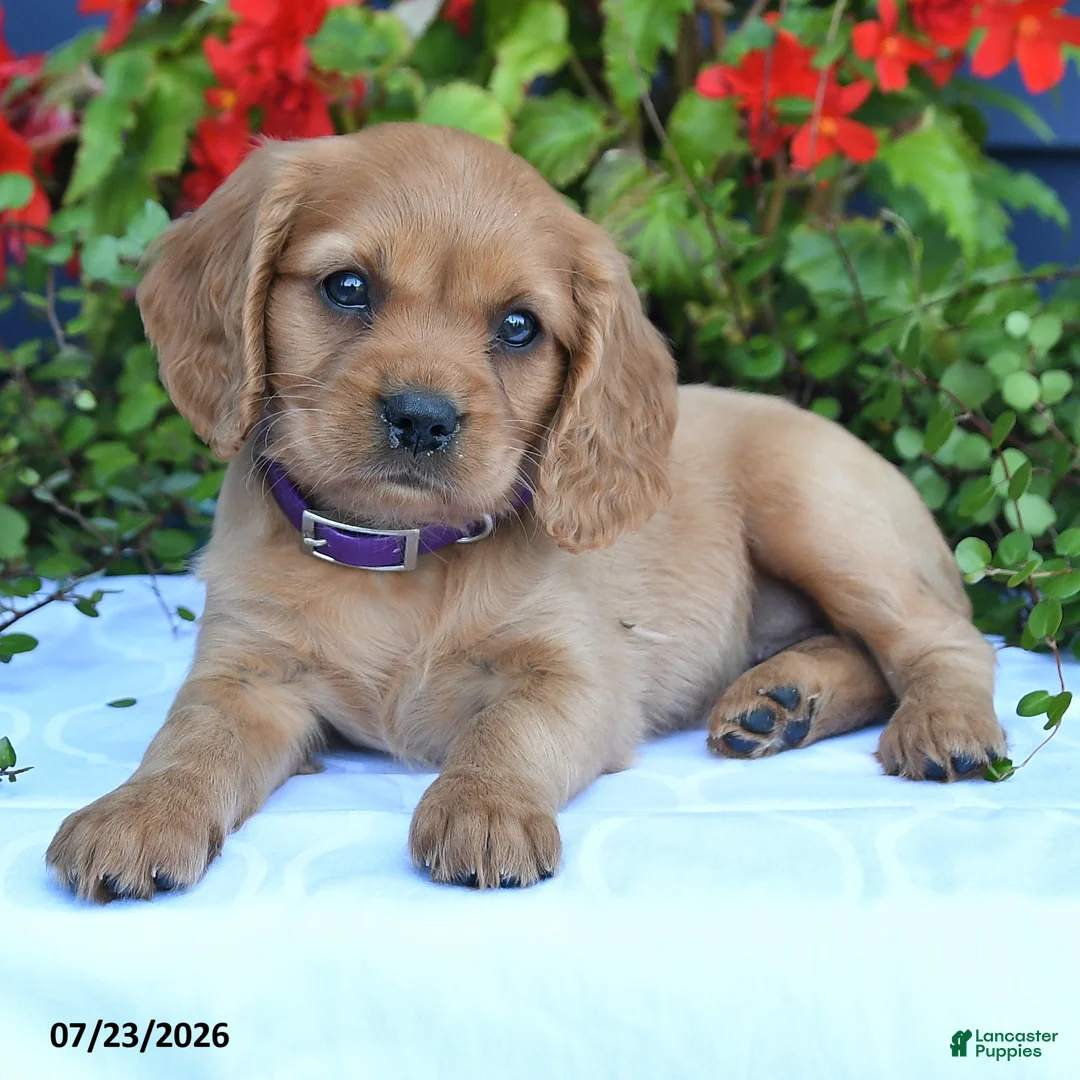 Miniature Golden Retriever dogs for sale: Summer - Ad 2