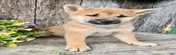 Shiba Inu dogs for sale: Tulip - Ad 4