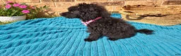 Maltipoo dogs for sale: Female 2 - Ad 3