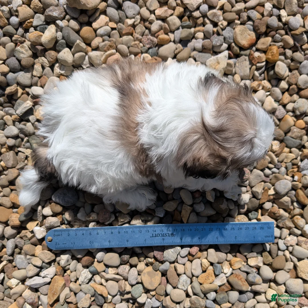 Teddy Bear dogs for sale: Spring - Ad 10