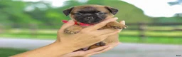 Jug dogs for sale: Zoey Jug Puppy - Ad 4
