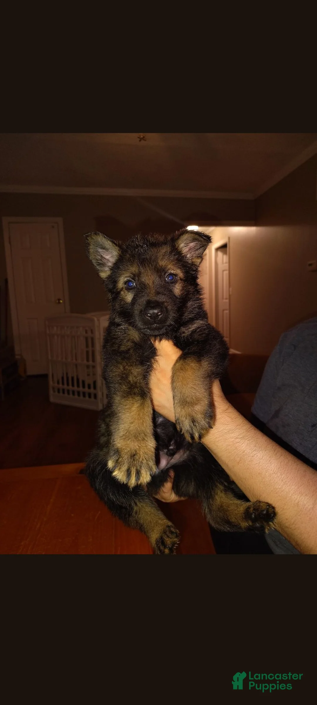 German Shepherd dogs for sale: Moose  - Ad 2
