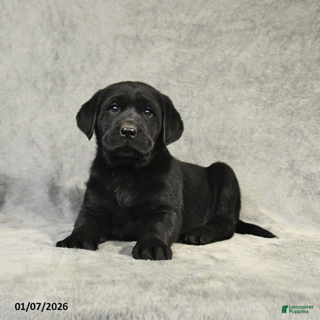 Labrador Retriever dogs for sale: Benny - Ad 3