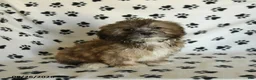 Mixed Breed dogs for sale: Uriel - Ad 12