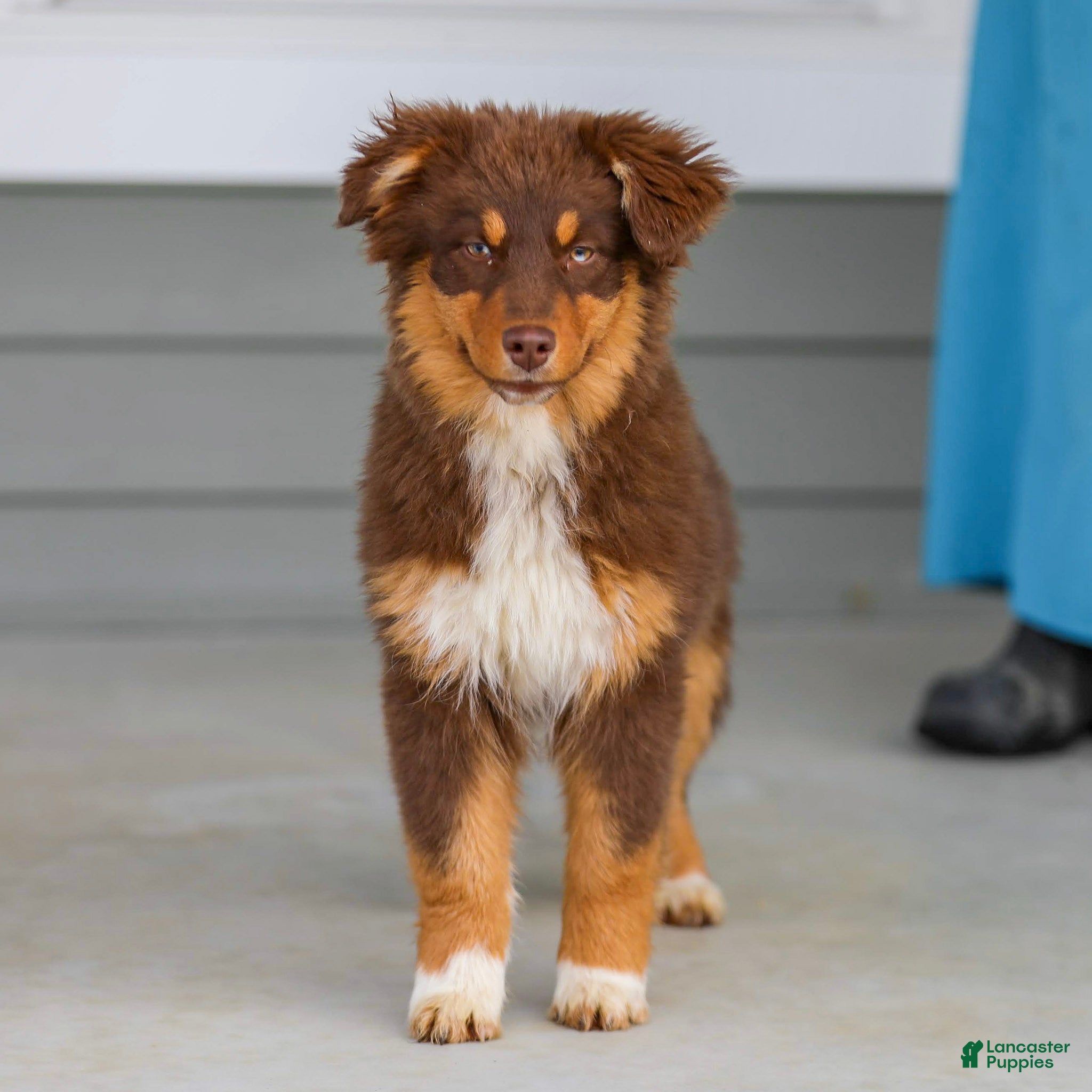 Australian Shepherd dogs Pippa - Ad 1