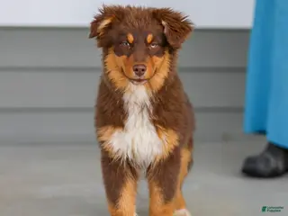 Australian Shepherd dogs for sale: Pippa - Ad 2