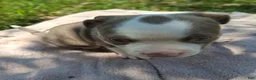 American Bully dogs for sale: American Bully 1 - Ad 13