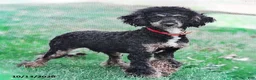 Mini Bernedoodle dogs for sale: Target - Ad 7