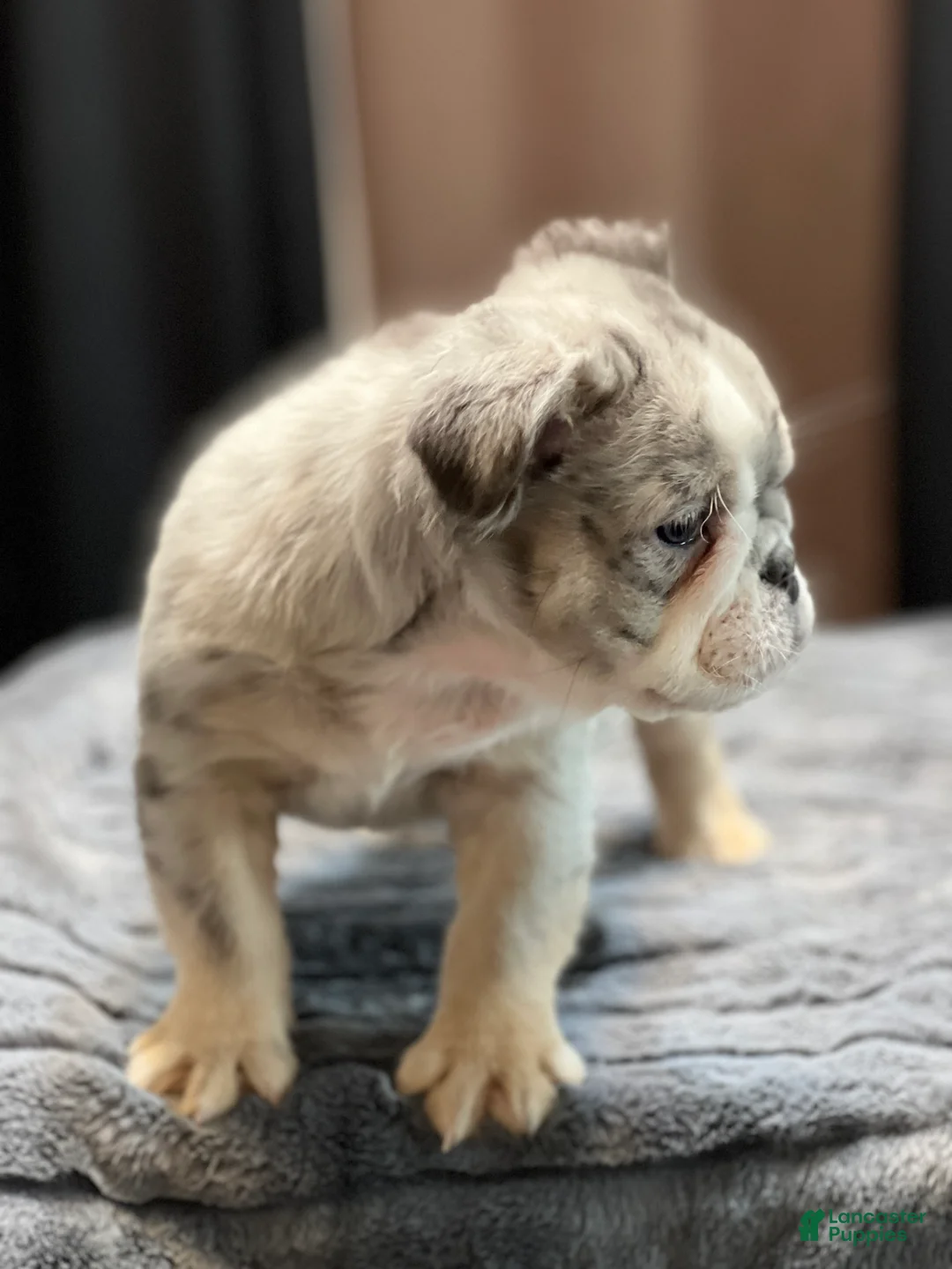 English Bulldog dogs for sale: Dreaka - Ad 2