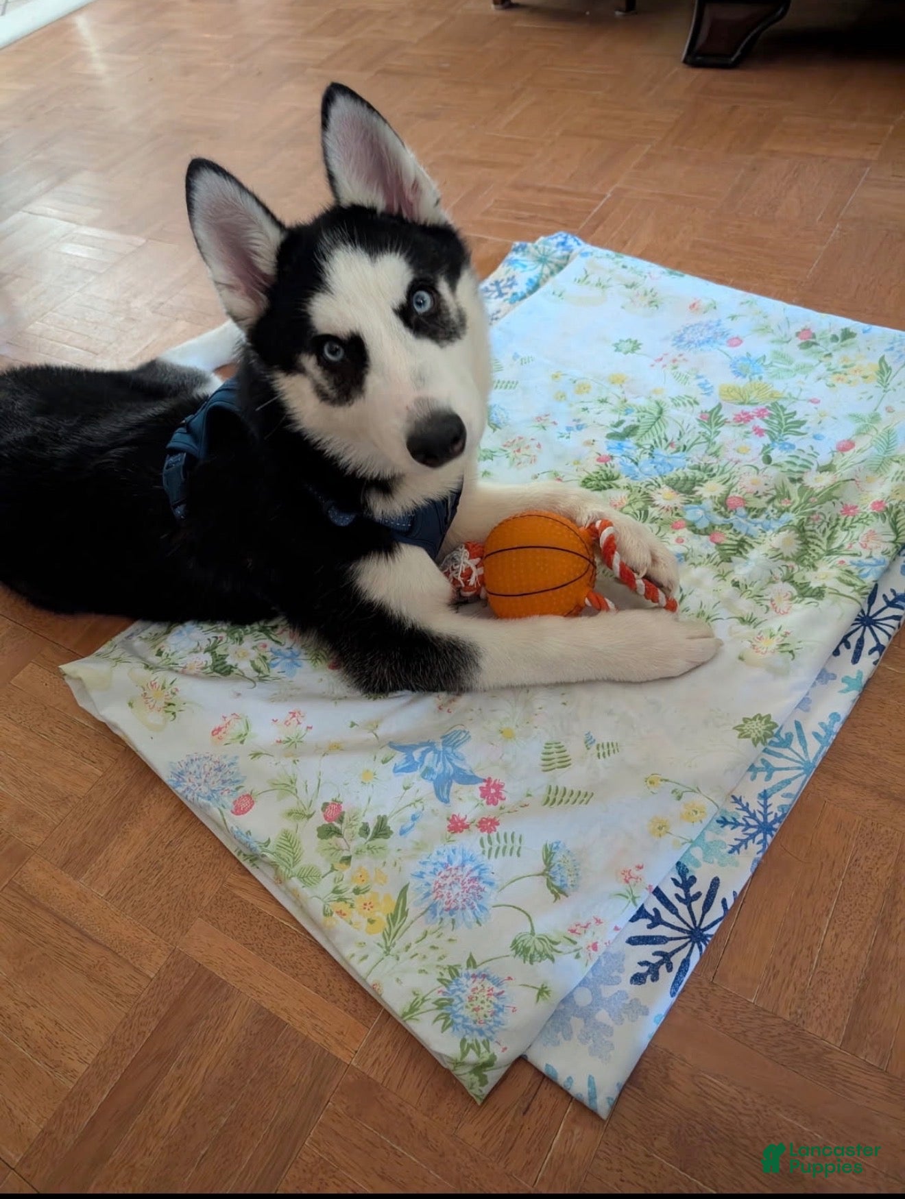 Siberian Husky dogs for sale: Siberian Husky 1 - Ad 8