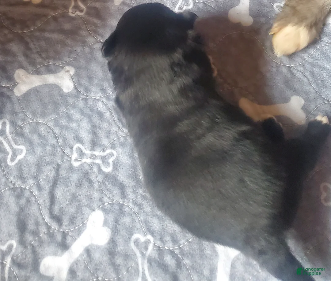 Pomeranian dogs for sale: Pomeranian Puppy 1 - Ad 1