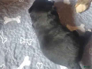 Pomeranian dogs Pomeranian Puppy 1 - Ad 11