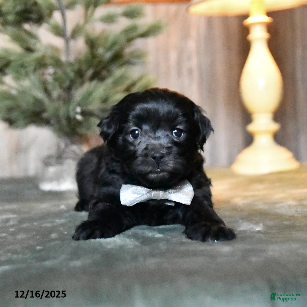 Mini Aussiedoodle dogs for sale: Blitzen  - Ad 5