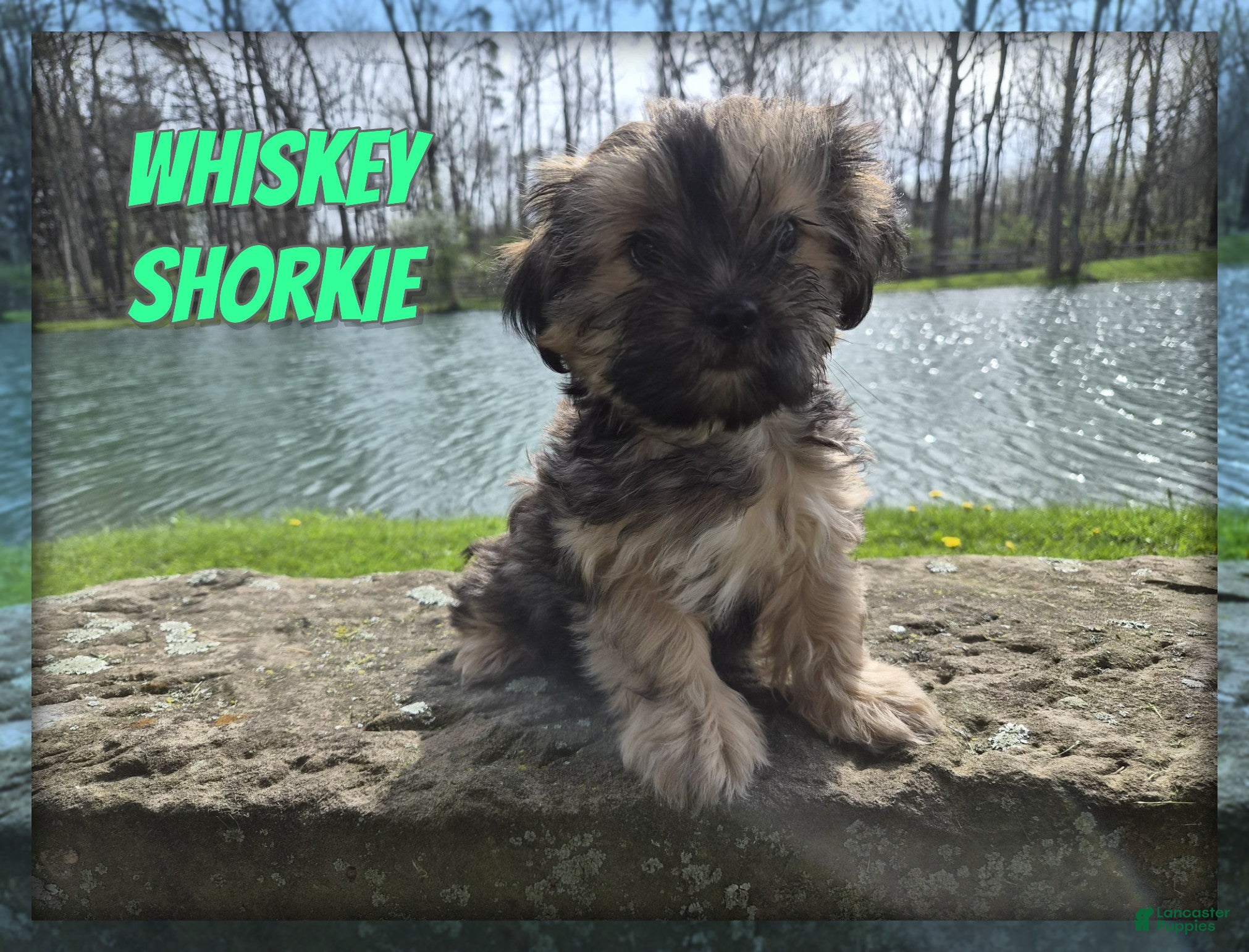 Shorkie dogs Whiskey - Ad 1