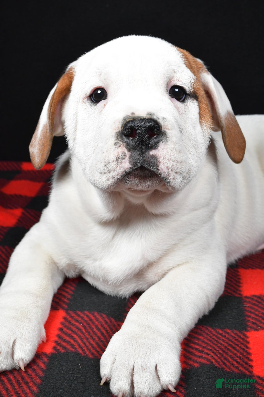 Beabull dogs for sale: Romeo - Ad 1