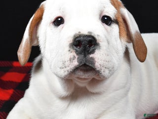 Mixed Breed dogs Romeo - Ad 7