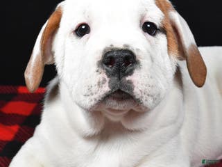 Beabull dogs Romeo - Ad 9