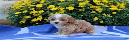 Pomeranian dogs for sale: Kyler - Ad 2