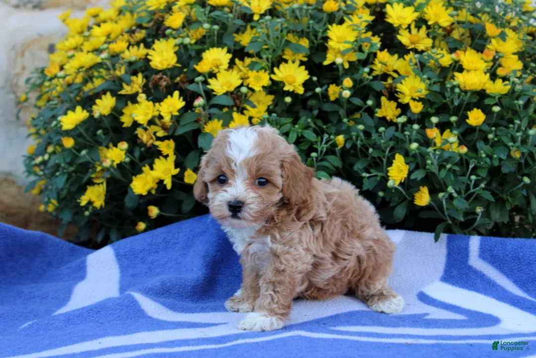 Pomeranian dogs for sale: Kyler - Ad 2