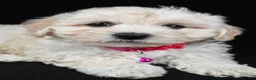 Maltipoo dogs for sale: Trixie - Ad 3