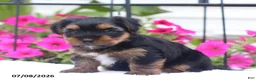 Shorkie dogs for sale: Midnight - Ad 2