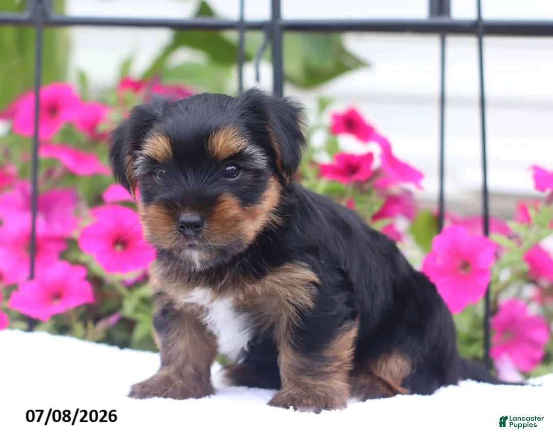 Shorkie dogs for sale: Midnight - Ad 2