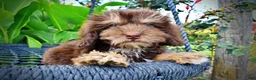 Havapoo dogs for sale: Frisky - Ad 5