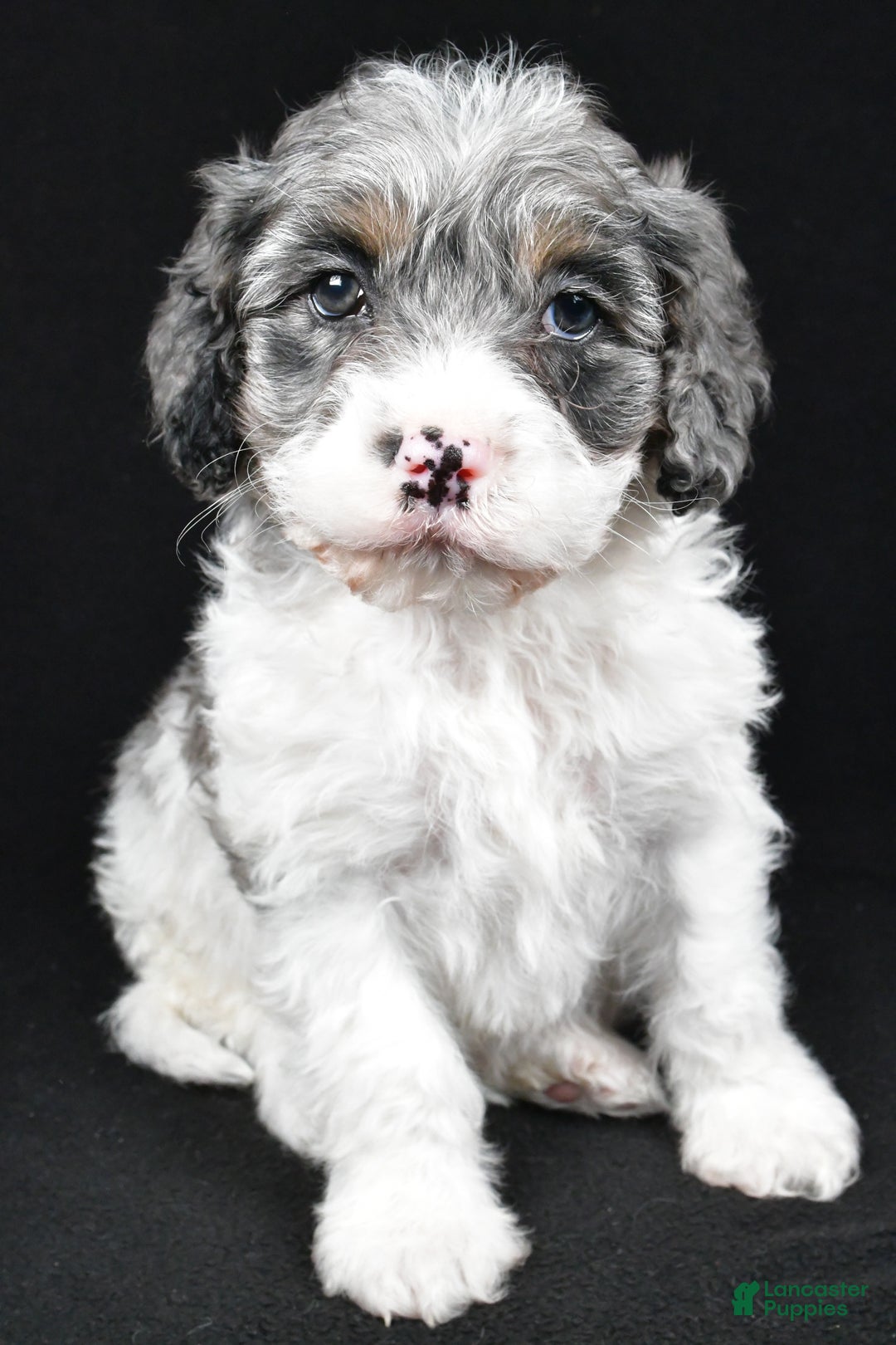 Cockapoo dogs for sale: Thompson - Ad 1