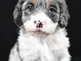 Cockapoo dogs Thompson - Ad 4