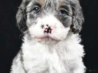 Cockapoo dogs Thompson - Ad 12