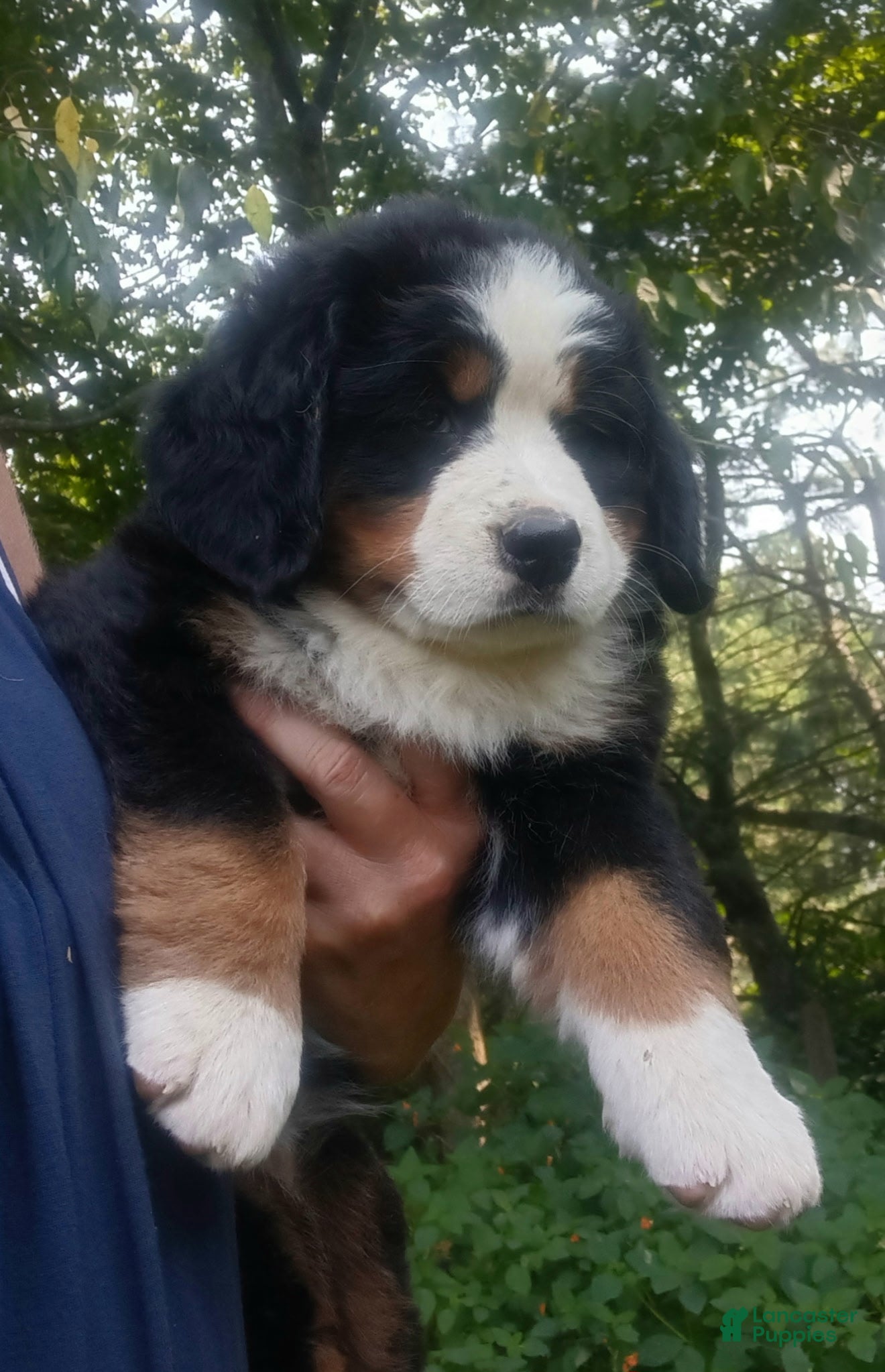 Bernese Mountain Dog dogs Sierra - female - Orange Collar - Ad 2